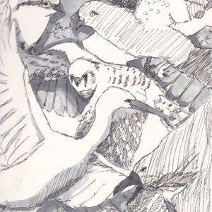 Flugbeobachtungen am Nachmittag